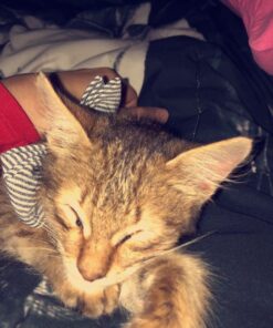 Blue Buffalo Cat Food, Natural Chicken Recipe, Wilderness High Protein, Adult Dry Cat Food, 12 lb bag 12 Pound (Pack of 1) 32 61XrBbSFcxL