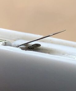 Norpro Cordless Mini Mixer, 5 Piece Set, One Size, White 36 61XtriCTb3L