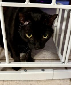 Carlson Extra Wide Walk Through Pet Gate with Small Pet Door, Includes 4-Inch Extension Kit, Pressure Mount Kit and Wall Mount Kit,White 38 61XvWFkeaWL