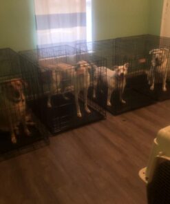 MidWest Homes for Pets Newly Enhanced Single Door iCrate Dog Crate, Includes Leak-Proof Pan, Floor Protecting Feet, Divider Panel & New Patented Features 58 61XwLnIHIcL 2