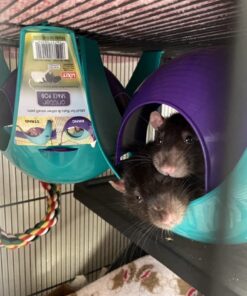 Lixit Critter Space Pod Hideaway Home for Guinea Pigs, Rats, Mice, Hamsters, Gerbils and Other Small Animals (Assorted, Large) Assorted 63 61Y5Q6Il8TL