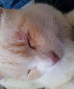 Revival Animal Health Vet Basics Lime Sulfur Dip- Concentrated Solution- for Dogs, Cats & Horses- 16oz 24 61Y6YeHfJIL