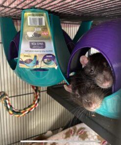 Lixit Critter Space Pod Hideaway Home for Guinea Pigs, Rats, Mice, Hamsters, Gerbils and Other Small Animals (Assorted, Large) Assorted 64 61Y7YiNxiyL