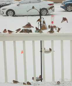 Heath Outdoor Products DD4-12 Heath Bird Suet, Yellow, 11.25 Ounce (Pack of 12) 11.00 Ounce (Pack of 12) 41 61Y8L41pUUL