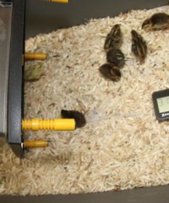 Premier Chick Heating Plate Kit - Includes Cover and Warms Up to 20 Chicks - 12" W x 12" L 23 61YFrxtFpGL