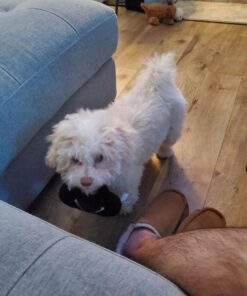 Haute Diggity Dog Fashion Hound Designer Handbags & Bones Collection – Soft Plush Designer Dog Toys with Squeaker and Fun, Parody Designs from Safe, Machine-Washable Materials for All Breeds & Sizes Small Pawda Bag 18 61YJH2jdizL