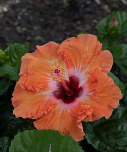 Meike 50mm F1.7 Full Frame Manual Focus Prime Lens Compatible with Z Mount Cameras Z5 Z6 Z7 Z30 Z50 42 61YJfRjASZL