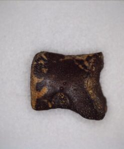 Celestron - 5 MP Digital Microscope Pro - Handheld USB Microscope Compatible with Windows PC and Mac - 20x-200x Magnification - Perfect for Stamp Collecting, Coin Collecting Handheld Digital Microscope Pro 80 61YNVFtpfIL