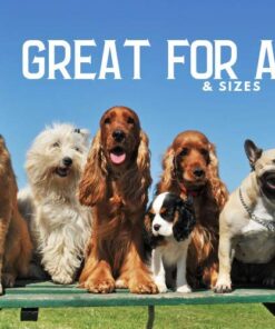 Kingdom Pets Filler Free Duck Jerky & Sweet Potato Twists, Premium Treats for Dogs, 48-Ounce Bag 18 61YP3gwI 6L