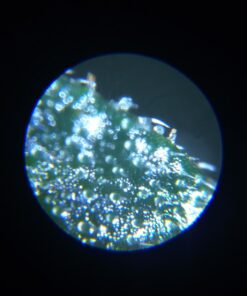 Formline LED Illuminated Jewelers Loupe/Trichome Scope (60x + 30x Lens) - Magnifier Made for Gardening, Jewelry, Antiques, Coins, Rocks, Stamps, Hobbies, Watches, Photos and Science (White/Silver) White 27 61YUGOWEKxL