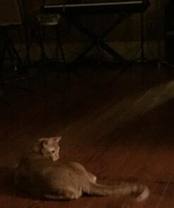 Taste Of The Wild Rocky Mountain Grain-Free Dry Cat Food With Roasted Venison & Smoke-Flavored Salmon 5lb 5 Pound (Pack of 1) 30 61YWKXdv9kL