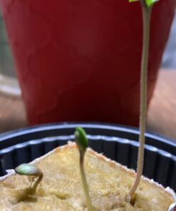 Plant Revolution PRPSGW01 Premium White Mycorrhizae, 1 oz, 1 Ounce, Gray 45 61Yb3QOf09L