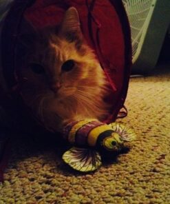 SmartyKat Crackle Chute Crinkle Activity Tunnel Cat Toy - Tan/Red, One Size Set of 1 Crackle Chute Tunnel 46 61YgAfZscIL