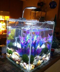 Fluval Chi II Series Aquarium Set, 5-Gallon - Aquarium Tank with Ambient LED Lighting, Flowing Water, and Elegant Design, White 5 gal 55 61Yj23LRvpL