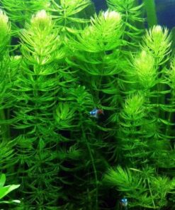 Microsorum Java Fern and Hornwort | Easy Low Light Aquarium Plants 26 61Ym0vwlfpL