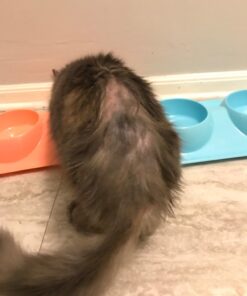 Bodhi Dog Anti Itch Spray | Natural Soothing Relief for Dry, Itchy, Bitten or Allergy Damaged Skin Treatment | Anti Itch Spray for Dogs & Cats | Made in USA (Oatmeal, 8 oz) 8oz 31 61Yq6Wk5X3L