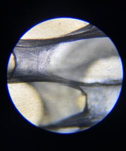 AmScope M150C-I 40X-1000X All-Metal Optical Glass Lenses Cordless LED Student Biological Compound Microscope 51 61YrCcQzQL