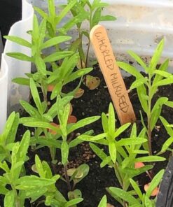 Seed Needs, Pink Swamp Milkweed Seeds for Planting (Asclepias incarnata) Heirloom, Open Pollinated & Untreated, Attracts Monarch Butterflies (2 Packs) 2 Packs (200 Seeds) 27 61YuBMPJ7JL 1