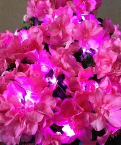 RTGS Products 30 LEDs Lights Indoor and Outdoor 9.5 Feet String Lights, Fairy Lights Battery Powered for Patio, Bedroom, Holiday Decor, etc (Pink) Pink 40 61Z41YroKHL