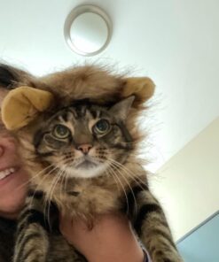 Pet Krewe Cat Lion Mane Halloween Costume – Fits Neck Size 8”-14 - Lion Costume for Small Cats and Kittens – Ideal for Halloween, Cat Birthday, Cat Cosplay, Cat Outfits, Pet Clothes One size fits all 32 61Z6LiqwGiL