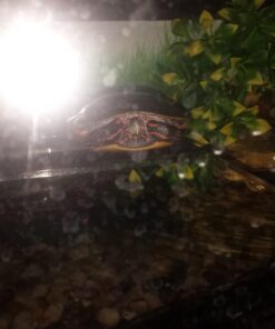 OASIS #64226 Turtle Ramp - Large 16-Inch by 11-Inch by 4-1/2-Inch, Black 37 61Z8n8xPzYL