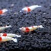 Crystal Red Shrimp SS Grade Live Freshwater Aquarium Shrimp - 1/4 to 1/2 inch Long (5 Shrimp) 5 Shrimp 2 61ZBT8J2k6L