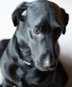 Nikon D4 16.2 MP CMOS FX Digital SLR with Full 1080p HD Video (Body Only) (OLD MODEL) 36 61ZDpQxawUL