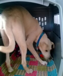 Petmate Sky Kennel, 36 Inch, IATA Compliant Dog Crate for Pets 50-70lbs, Made in USA Kennel Only 69 61ZHyGocdyL