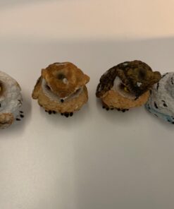 George S. Chen Imports SS-G-54281 Imports Owl Figurines (Set of 4), 2" 32 61ZI8 6FpoL