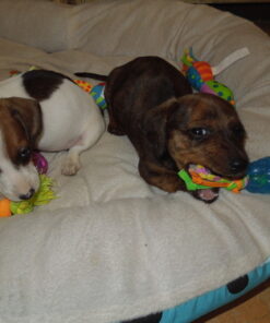 Petstages Mini Dental Chew Starter Pack for Puppies - 3 Pack Mini Chew 3 Pk 39 61ZUaAJFTnL