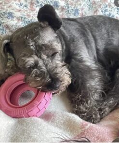 KONG Puppy Tires - Durable Puppy Chew Toy - Soft Rubber Treat Toys for Puppies & Dogs - Stuffable Dog Chew Toy - Puppy Teething Toy for Fetch & Mental Enrichment - Tire Chew Toy - Medium/Large Puppies 34 61ZXHyU XSL