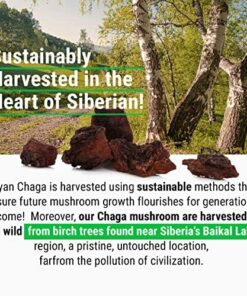 Sayan Siberian Raw Coarse Chaga Powder 4 Oz (113g) Wild Harvested Mushroom Tea, Powerful Adaptogen Antioxidant Supplement for Immune System and Digestive Health Chaga Coarse Powder 4 Ounce (Pack of 1) 16 61ZZYypxHAL