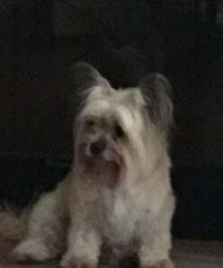 CESAR Adult Wet Dog Food Loaf & Topper in Sauce Rotisserie Chicken Flavor with Bacon & Cheese, 3.5 oz. Easy Peel Trays, Pack of 24 3.5 Ounce (Pack of 24) 38 61ZadEqzL 2