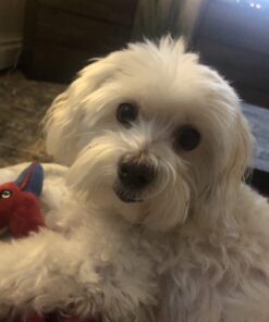 CESAR Adult Wet Dog Food Classic Loaf in Sauce Poultry Variety Pack,. Easy Peel Trays with Real Chicken, Turkey or Duck, 3.5 Ounce (Pack of 24) 3.5 Ounce (Pack of 24) multi 31 61ZcE81phRL