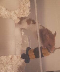 Kaytee Perfect Chew Hamster 25 61ZfD1S7U9L