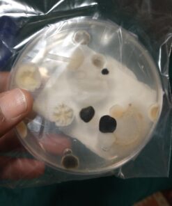 Mold Armor Do It Yourself Mold Test Kit 40 61Zo9rgl97L