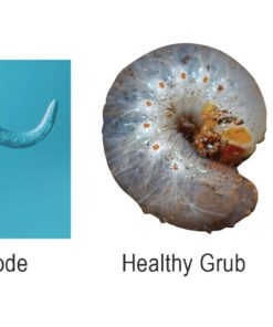 NaturesGoodGuys Beneficial Nematodes Hb+Sc+Sf - 30 Million 12 61ZvWfSOlDL 1