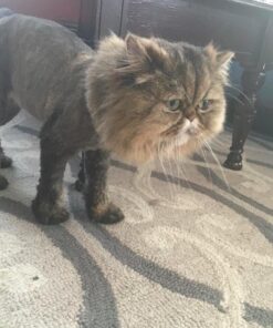 Royal Canin Persian Breed Adult Dry Cat Food, 7 lb bag 7 Pound (Pack of 1) 41 61ZwEnnxAZL