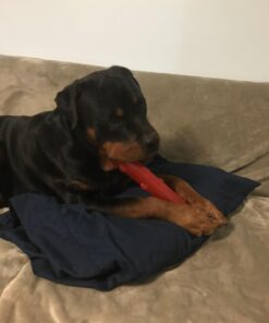 KONG - Squeezz Stick - Strong Squeaky Dog Toy, Squeaks even if punctured - For Large Dogs (Assorted Colors) 26 61ZwnkvnLIL