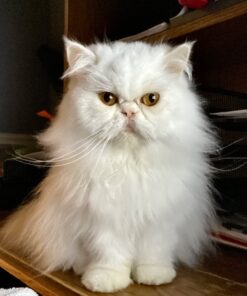 Royal Canin Persian Breed Adult Dry Cat Food, 7 lb bag 7 Pound (Pack of 1) 34 61a6oZ1CWQL