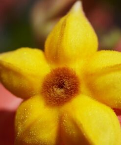 Meike MK-S-AF3B Auto Focus Extension Tube 10mm 16mm For Sony A7 A7M2 NEX 3 NEX 5 NEX 6 A6600 A5000 A6000 A6100 A6300 A6400 A6500 A9 61 61a7oA3izgL