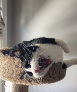 Wellness Kittles Crunchy Natural Grain Free Cat Treats, Salmon & Cranberry, 2-Ounce Bag 2 Ounce (Pack of 1) 39 61aC3xUKiL 1