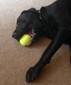 SqueakAir Ball Large Large (Pack of 1) Standard Packaging 28 61aEgDpwVCL