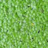 500 Live Duckweed Plants (LEMNA Minor)