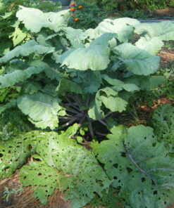 Southern AG 100520028 13021 Caterpillar Control, For Insects8 oz 17 61aSqclpADL