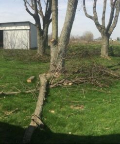 Sun Joe SWJ800E 8-Inch 6.5-Amp Telescoping Electric Pole Chain Saw with Automatic Chain Lubrication System Pole Saw 8-Inch Bar/Chain 8.7' Max. Extension 52 61aW5eaB7 L