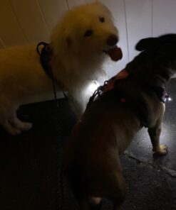 Small Dog Light - Dog Collar Light - Bubbas Leash Light - 2 Per Pack - Dog Walks & Backyard Monitoring. Attaches to Leash, Dog Collar, Harness. Small & Large Dogs. (Stealth Black) Bubba's Leash Light 40 61aa6BALyvL