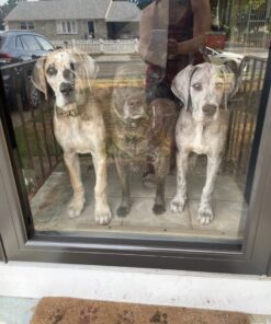 Little Giant® Automatic Animal Waterer | 4 Gallon | Float Controlled Automatic Waterer for Livestock | Heavy Duty and Durable | Made in USA | Red 20 61acVqIsP2L