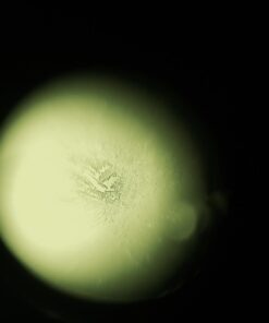 Fairhaven Health Fertile Focus Ovulation Test Kit - Women's Fertility Tracker and Predictor - 3 Days in Advance - Ovulation Kit - Accurate, Reusable Home Saliva Test - Results in Five Minutes 55 61aesBnq8L