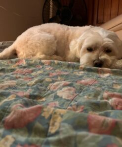 GREENIES Original TEENIE Natural Dental Care Dog Treats, 12 oz. Pack (43 Treats) Unflavored 43 Count (Pack of 1) 36 61akyl6XN L